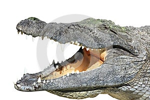 Nile crocodile with open mouth isolated on white background