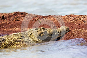 Big nile crocodile, Chamo lake Falls Ethiopia