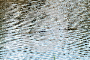 A nile crocodile partly submersed in water