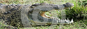 Nile crocodile photo