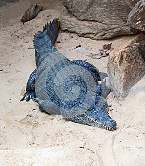 Nile crocodile resting on the beach