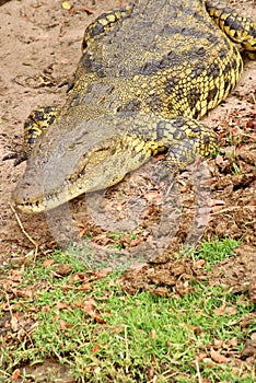 Crocodile on a river bank