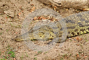 Crocodile on a river bank