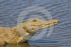 Nile Crocodile on the River Bank