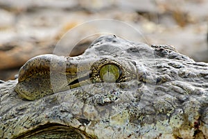 Nile crocodile`s eye in close up