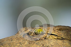 Nile Crocodile's eye (Crocodylus niloticus)