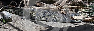 Nile crocodile on the sand 1