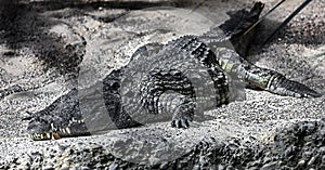 Nile crocodile on the sand 3