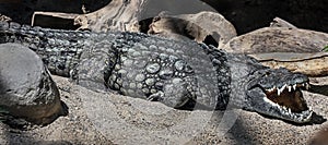 Nile crocodile on the sand 4