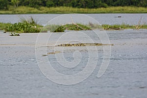 Nile Crocodile searching for fish at a stream mouth