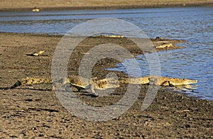 Nile Crocodile, Selous Game Reserve, Tanzania