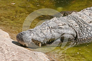 Nile crocodile sleeping