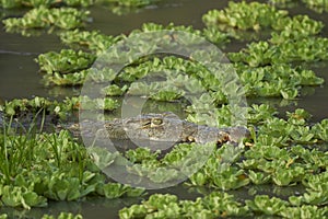 Nile Crocodile in South Luangwa National Park, Zambia