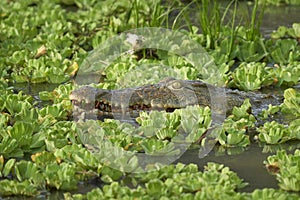 Nile Crocodile in South Luangwa National Park, Zambia