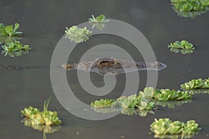 Nile Crocodile in South Luangwa National Park, Zambia