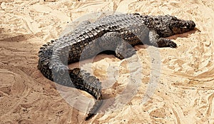 Nile crocodile sunning itself on the sand photo