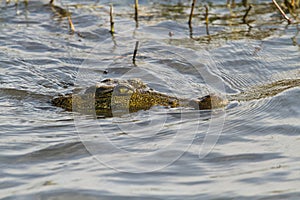 Nile crocodile swimming