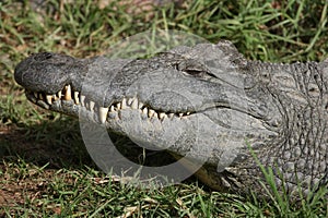 Nile Crocodile Teeth