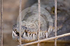 Nile crocodile teeth at crocodile farm in the desert