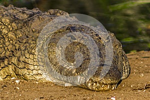 Nile Crocodile in Tsave national Park Kenya East Africa