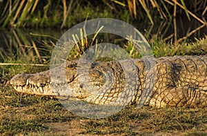 Nile Crocodile in Tsave national Park Kenya East Africa