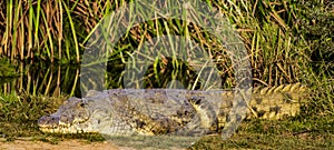 Nile Crocodile in Tsave national Park Kenya East Africa
