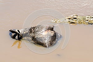 Nile crocodile waiting for a submerged wildebeest carcass to rot, Mara river, Maasai Mara, Kenya