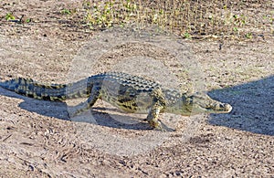 Nile Crocodile Walking to the River