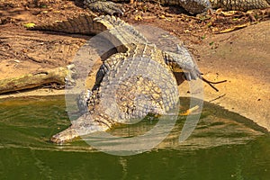 Nile Crocodile in the water