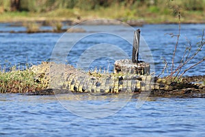 The Nile crocodile at Zambezi River