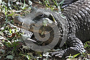 Nile Crocodile - Zimbabwe