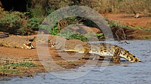 Nile crocodiles basking - Kruger Natioal Park