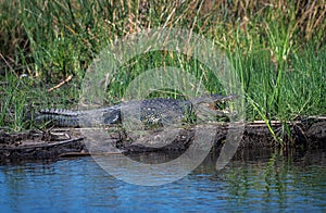 Nile crocodiles,Crocodylus niloticus, on the banks of the Kwando River, Caprivi, Namibia photo