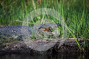 Nile crocodiles,Crocodylus niloticus, on the banks of the Kwando River, Caprivi, Namibia photo