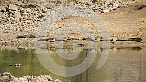 Nile crocodiles in the riverbank in Kruger park, South Africa