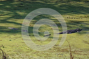 Nile Crocodiles wallowing in swamp in the luangwa valley in zambia