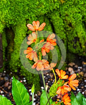 Nile Crossandra Crossandra nilotica Occurrence Africa