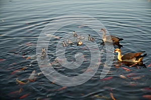 Nile geese with chicks in a pond with koi fish