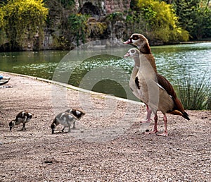 Nile geese with little goslings walk in the central park of Strasbourg. Pure nature