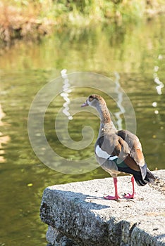 A Nile goose or Egyptian in Galicia Spain photo