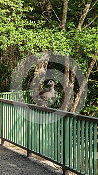 Nile goose sitting on a railing in Biebertal Menden Sauerland photo