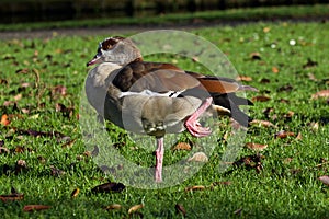 Nile goose standing on one leg