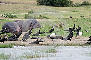 Nile hippos and birdlife, Queen Elizabeth National Park, Uganda