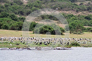 Nile hippos and birdlife, Queen Elizabeth National Park, Uganda