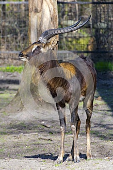 Nile lechwe (Kobus megaceros) photo