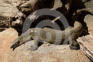 Nile Monitor