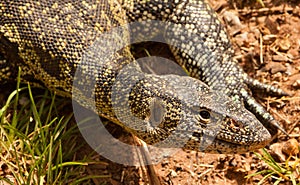 Nile Monitor