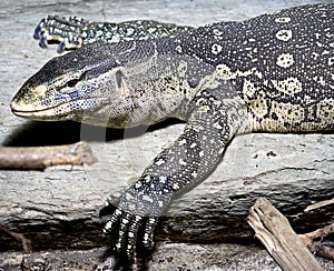 Nile monitor 4