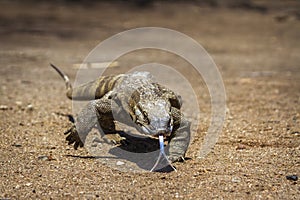 Nile monitor in Kruger National park, South Africa