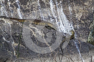 Nile monitor in Kruger National park, South Africa